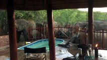 Des éléphants boivent dans une piscine