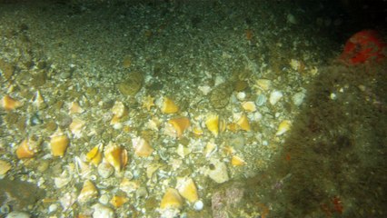 Apneia, navegados, navegando nas ondas e ilhas da Praia da Enseada, Ubatuba, SP, Brasil, Marcelo Ambrogi, vida marinha, 4k, ultra HD, (7)