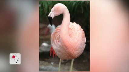 Dancing Flamingo At Busch Gardens Dies After Being Assaulted