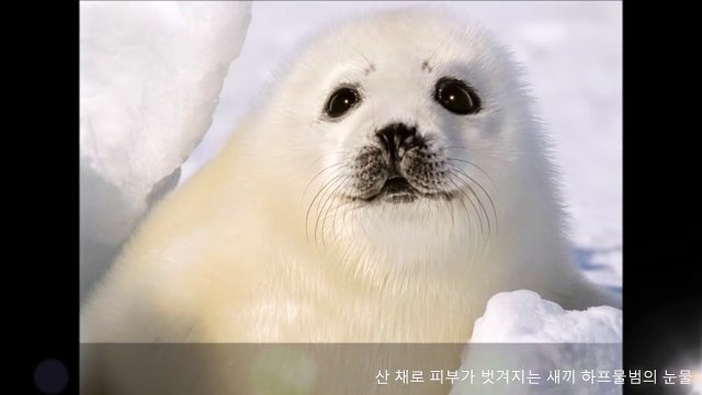 [다시보기] 하프물범의 눈물 -Tears of Harp Seals- etc