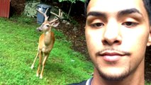 Guy Befriends a Family of DEER?