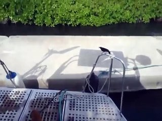 Was will nur der Vogel von mir ....Mitsegeln auf der Privatsegelyacht S.Y.Scorpio für Ihren Traumurlaub in der Karibik