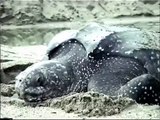 Lederschildkröten beim Eier legen. Mitsegeln auf der Privatsegelyacht S.Y.Scorpio für Ihren Traumurlaub in der Karibik
