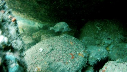 Apneia, navegados, navegando nas ondas e ilhas da Praia da Enseada, Ubatuba, SP, Brasil, Marcelo Ambrogi, vida marinha, 4k, ultra HD, (16)
