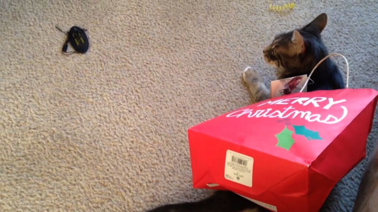 5 Cats Who Fail At Being Cats