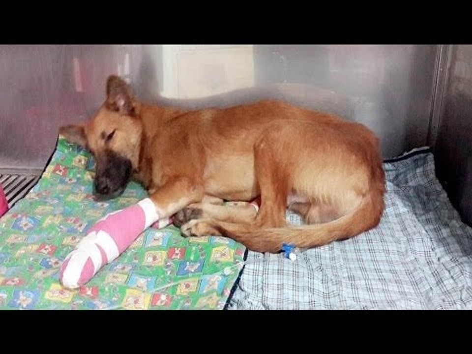 Dog Who Lost Two Front Legs Loves His New Prosthetics