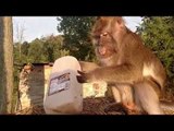 Monkey Gets Treated With Some Chocolate Milk