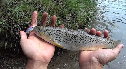 大自然の中で天然のブラウントラウトを釣って食べる！　Catching Wild Brown Trouts and Cook !