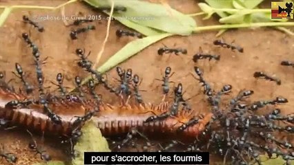 Des mini robots inspirés des fourmis peuvent tirer une voiture de deux tonnes