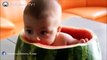 Baby Eating Watermelon | Cute Baby Eating A Watermelon | (Funny Baby Videos)