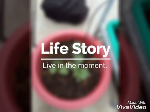 vườn rau sạch tại nhà trên sân thượng