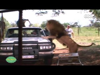 صاحبة السعادة | شاهد كواليس المشهد الشهير لأحمد عيد والأسد فى فيلم افريكانو