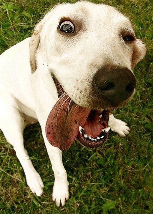 Cute Dogs And Adorable Babies 2016 HD