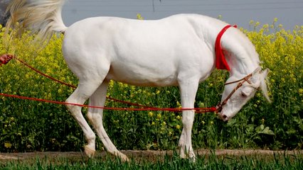 Top 10 Most Unique And Beautiful Horse Breeds In The World