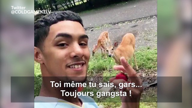 Il devient ami avec des cerfs sauvages