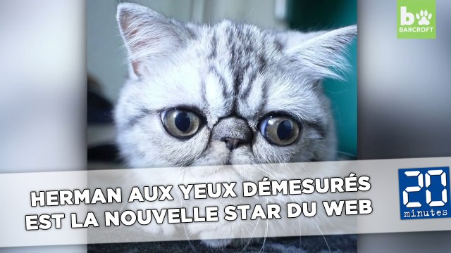 Herman, un chat aux yeux démesurés, est la nouvelle star du Web