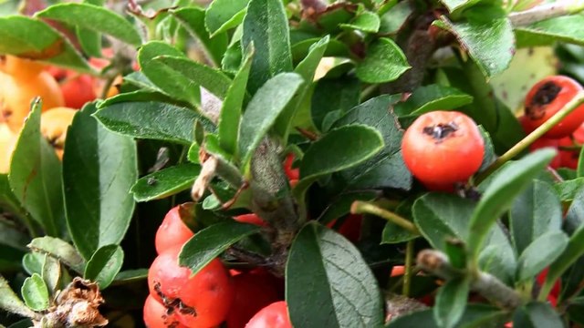 CANON LEGRIA HF G25 Test _ Zoom, Video, Macro, Pictures and Review