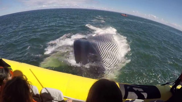 Québec : une baleine passe sous un bateau de touristes