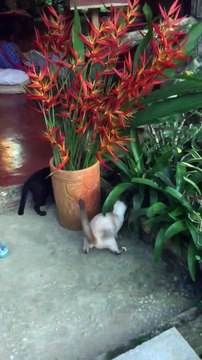 Même pas peur, ces chats jouent avec un serpent