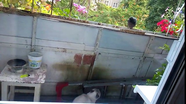 Gros dilemme pour ce chat : garder l'oiseau ou pas... Ahaha