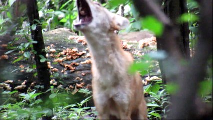 Ce randonneur tombe sur un coyote des bois à Chicago