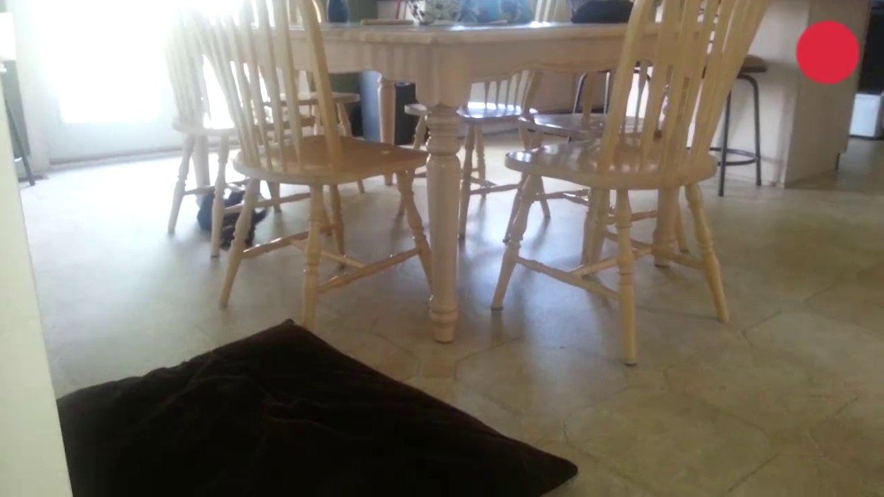 Des chats qui adorent le Parkour - compilation