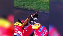 Ce chiot apprend à conduire son camion