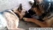 Father Dog Tenderly Licks Mom After She Gave Birth To Puppies !