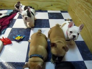 French Bulldog Puppies @7 weeks !