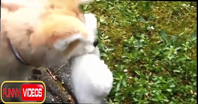 Funny Dog Cute 2015 - 2016 Best Dogs And Puppies Fails Compilation Ever Of All Time !