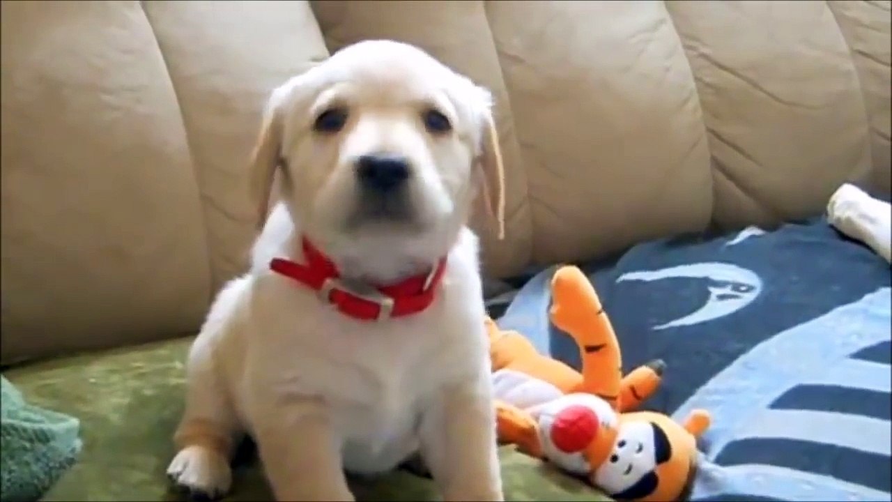 FUNNY PUPPIES COLLECTION !