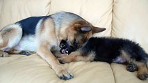 German Shepherd and Puppy Playing On Couch !