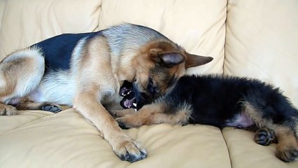 German Shepherd and Puppy Playing On Couch !
