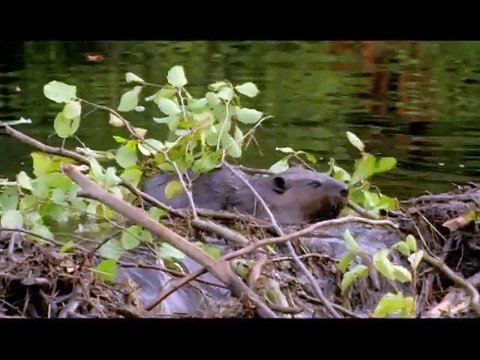 Mèche blanche, les aventures du petit castor- Ext 1