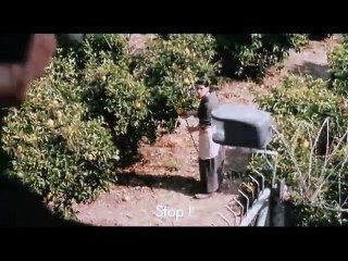 Les citronniers VOST- Ext 4