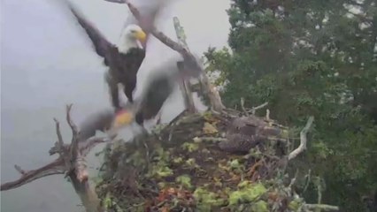 Un Pygargue attaque un nid de rapaces