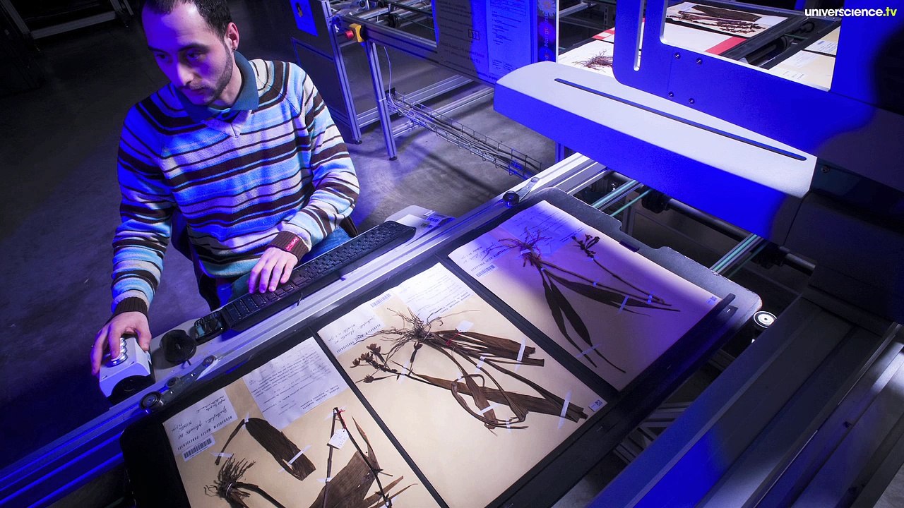 Herbier #26 - 18 000 planches numérisées par jour