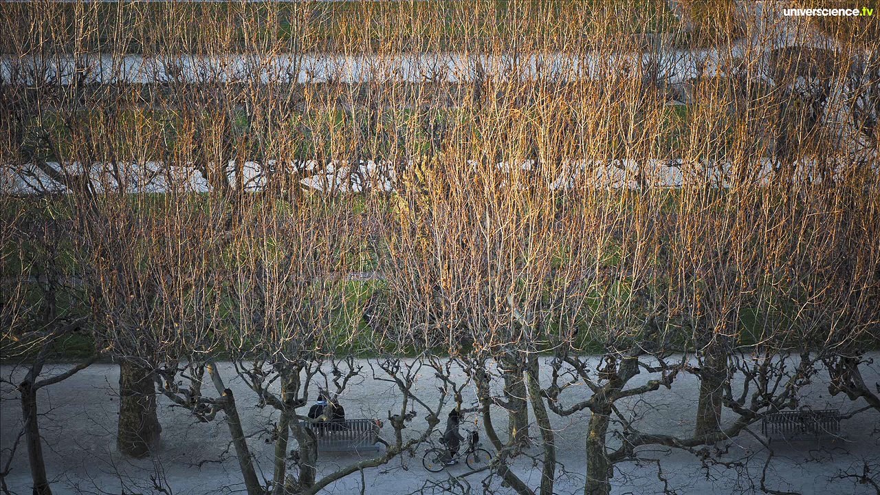 Herbier #36 : Une tranche de séquoia géant