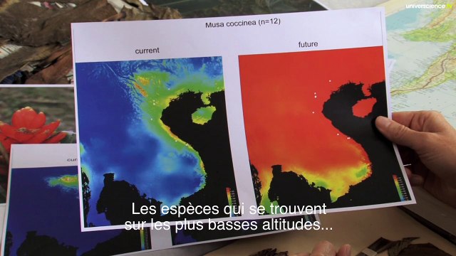 Herbier #37 : Bananiers et changement climatique