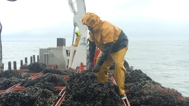 À la pêche aux moules avec Nicolas Lebeau