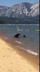 Bears Decide To Go For A Swim