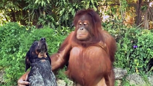 Удивительная дружба животных