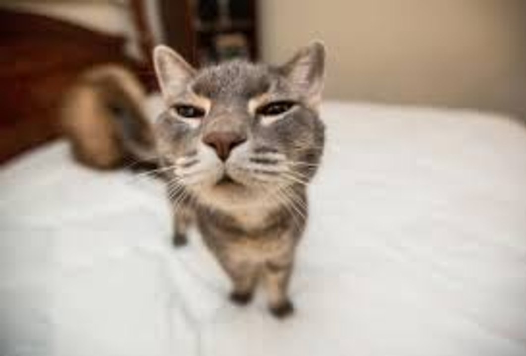 Funny Cats Compilation (Most Popular) Part 2