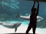 Una ragazza balla accanto ad un acquario. Ecco cosa fa un delfino: