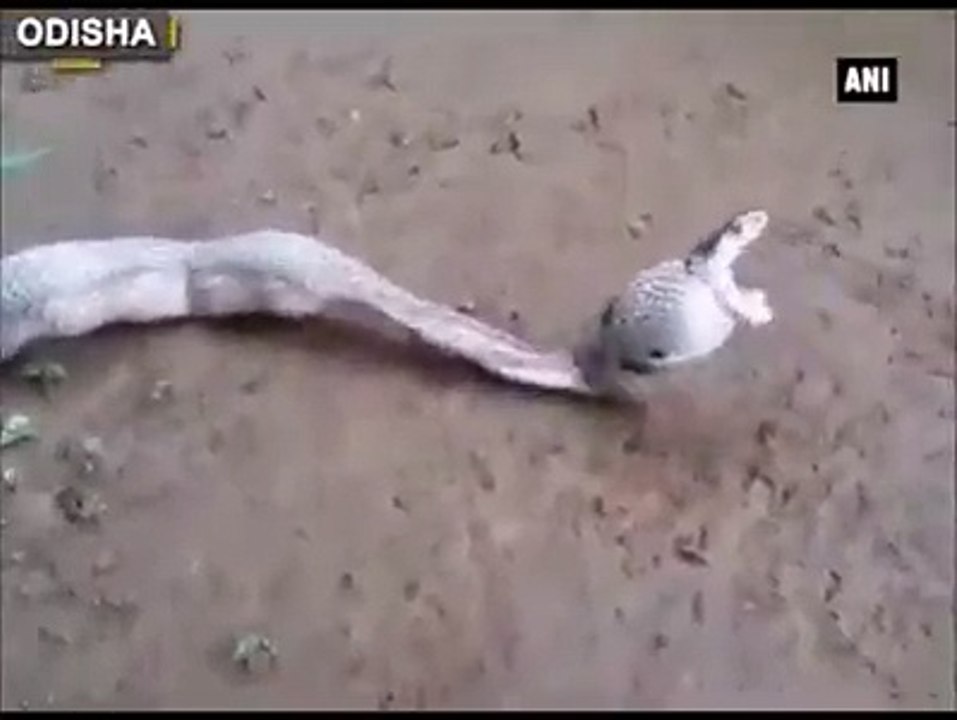 snaik gave the eggs