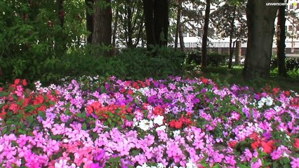 Hep ! Les abeilles... #3 - Holiday bee