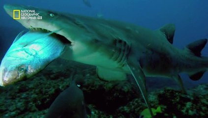 الفيلم الوثائقي القرش الابيض العظيم