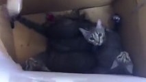Des chatons vivants enfermés dans un carton