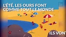 Cette famille d'ours a décidé d'aller à la plage, comme tout le monde