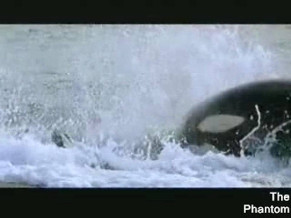 Orque attaque Phoques